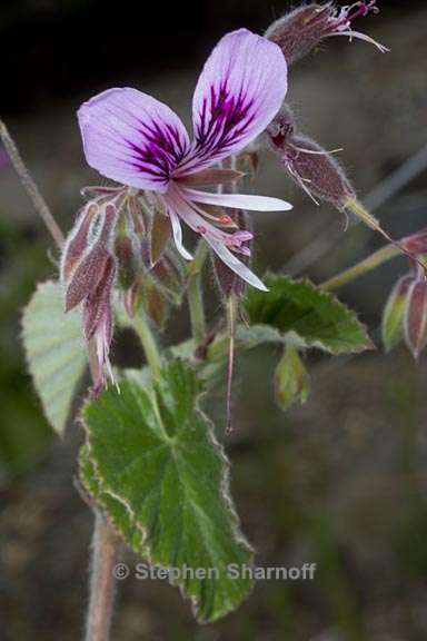 pelargonium cordatum 2 graphic